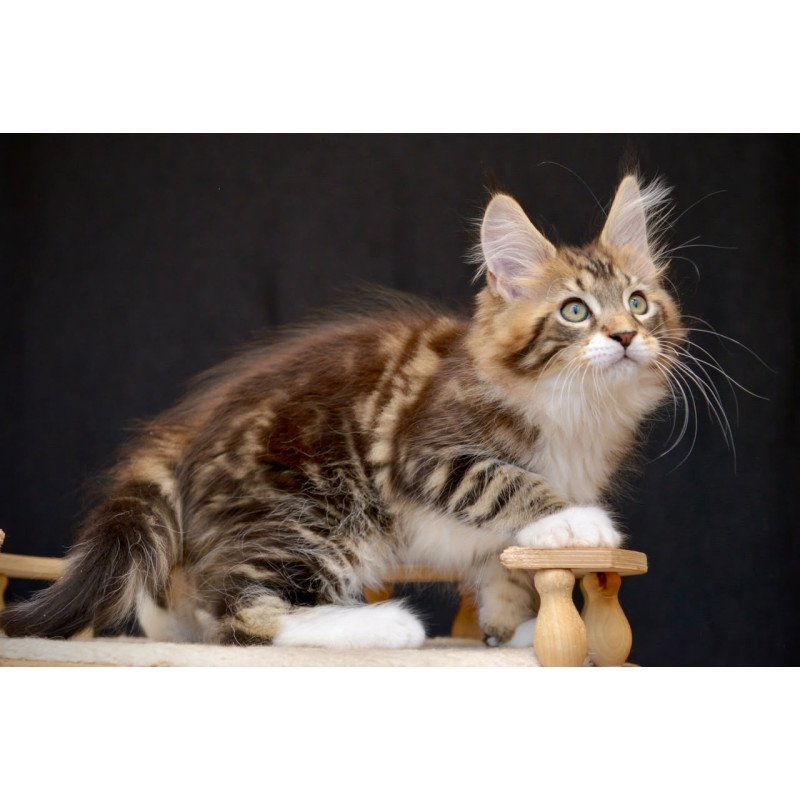 Maine Coon NOV Zeus