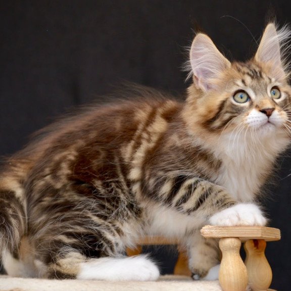 Maine Coon NOV Zeus