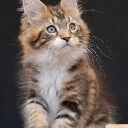 Maine Coon NOV Zeus