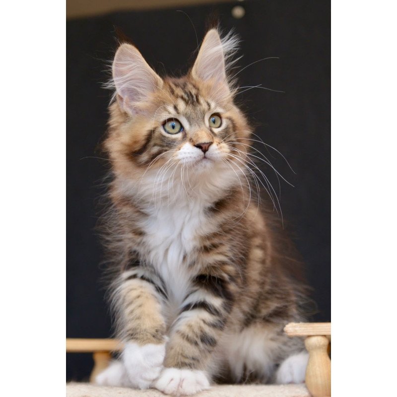 Maine Coon NOV Zeus