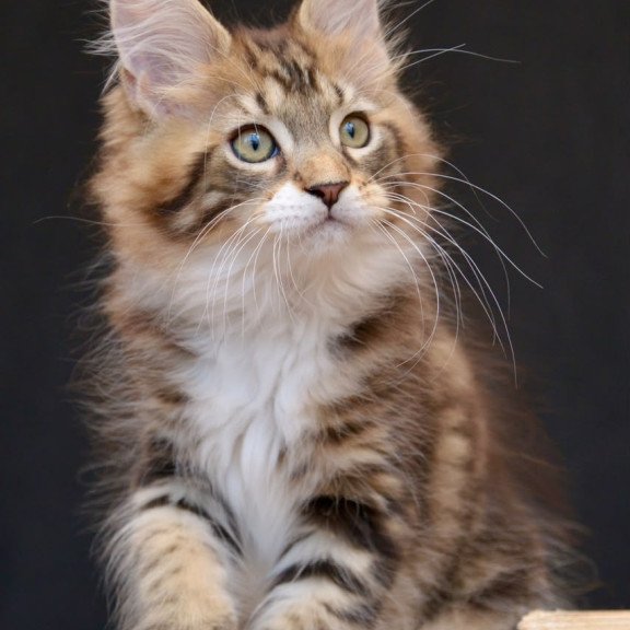 Maine Coon NOV Zeus