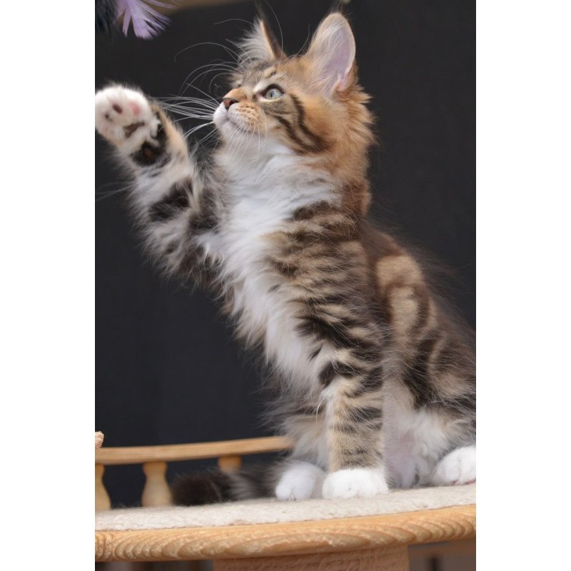 Maine Coon NOV Zeus
