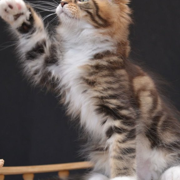 Maine Coon NOV Zeus