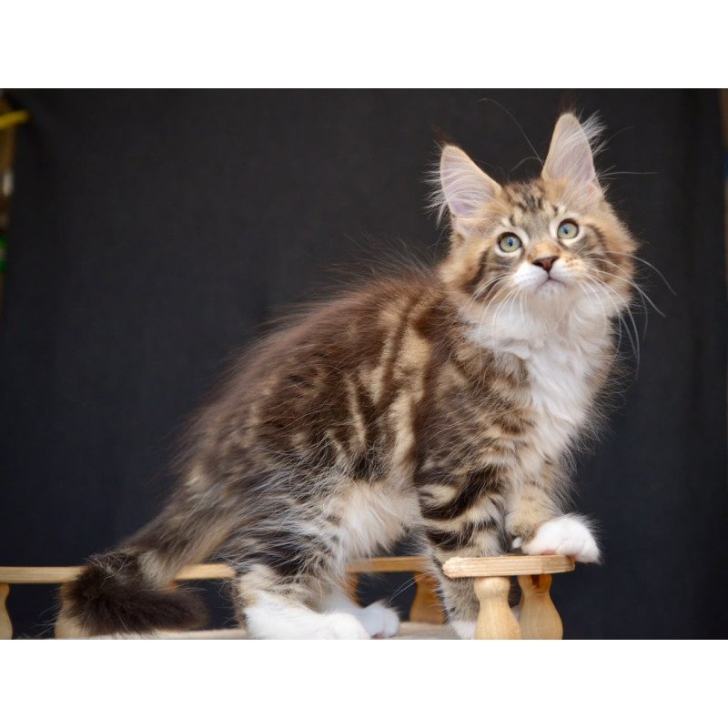 Maine Coon NOV Zeus