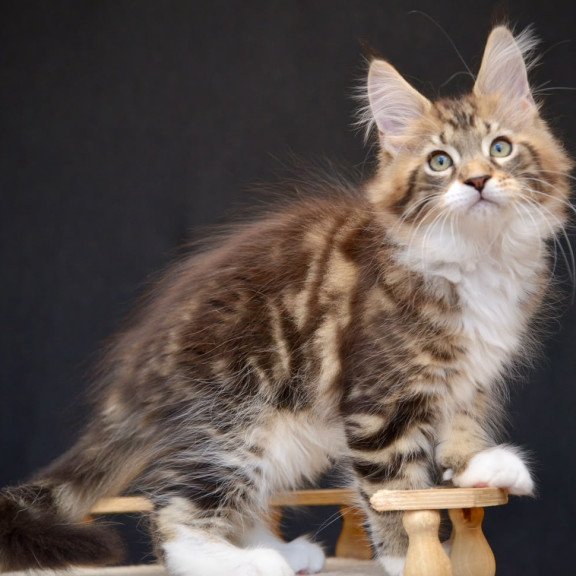 Maine Coon NOV Zeus