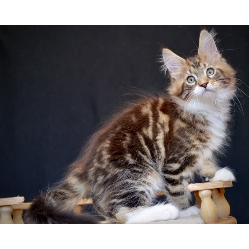 Maine Coon NOV Zeus