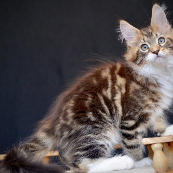 Maine Coon NOV Zeus