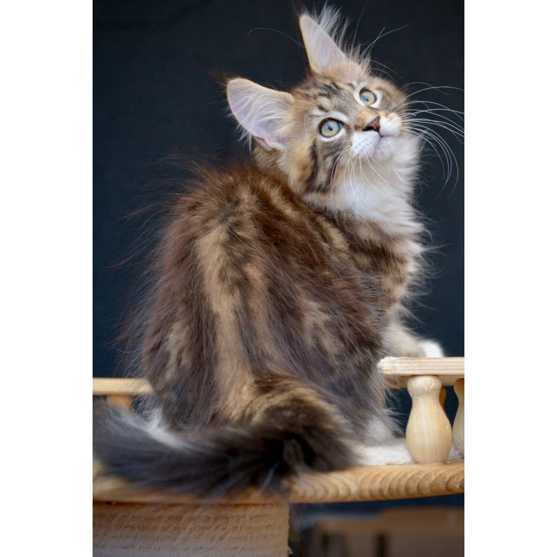Maine Coon NOV Zeus