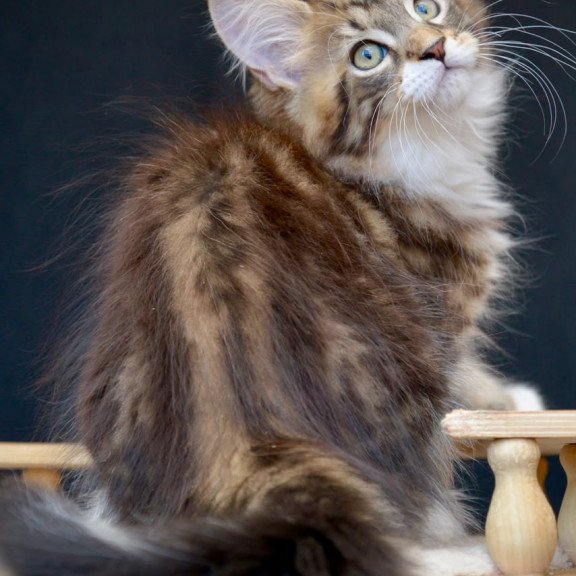 Maine Coon NOV Zeus