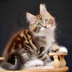 Maine Coon NOV Zeus