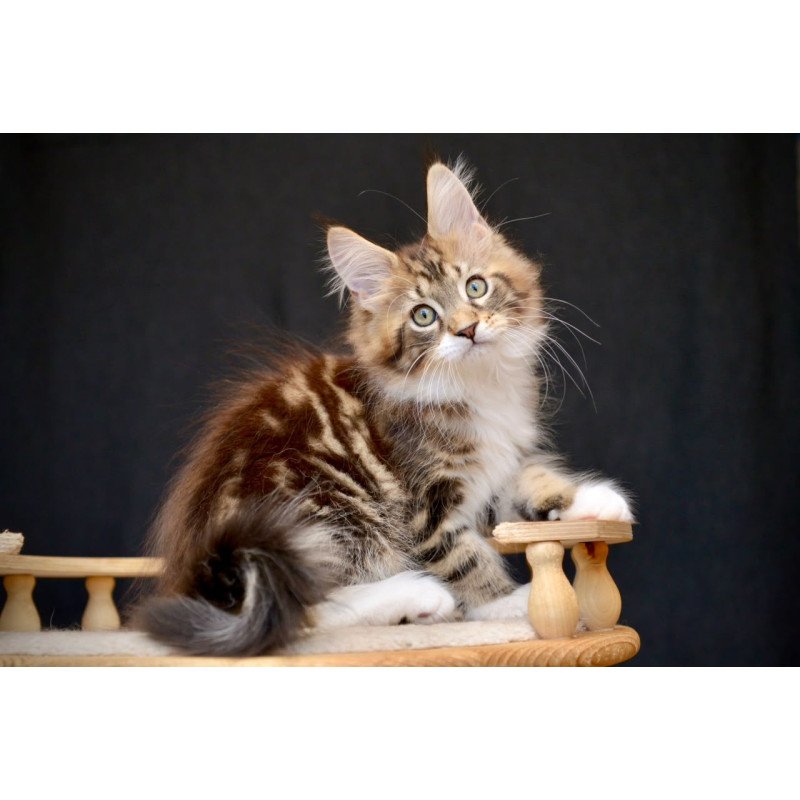 Maine Coon NOV Zeus