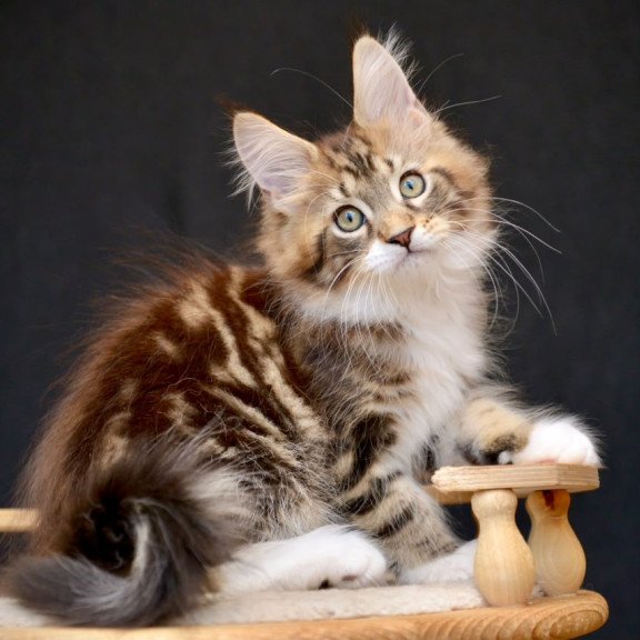 Maine Coon NOV Zeus