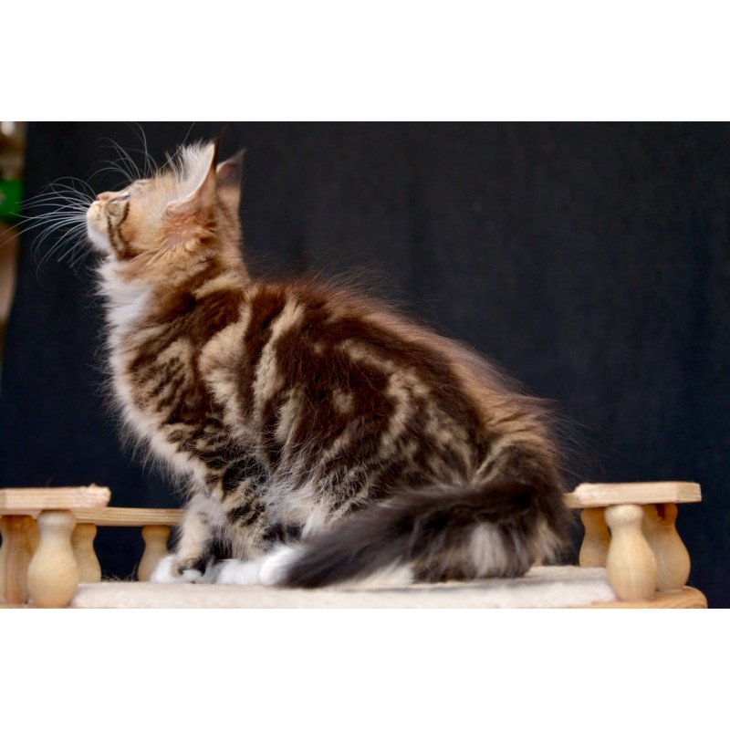 Maine Coon NOV Zeus