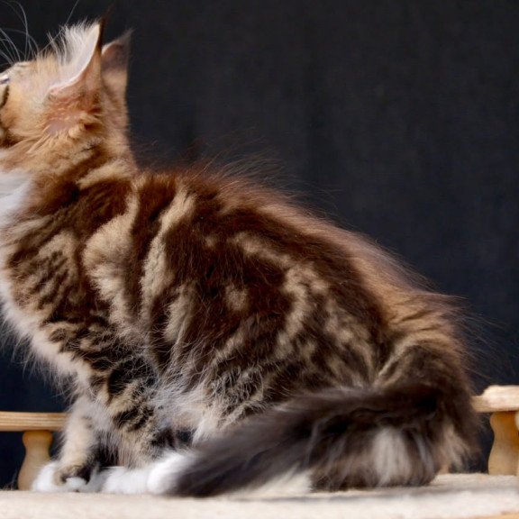 Maine Coon NOV Zeus
