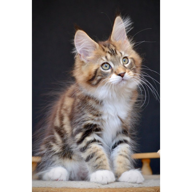 Maine Coon NOV Zeus