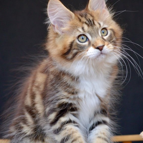Maine Coon NOV Zeus