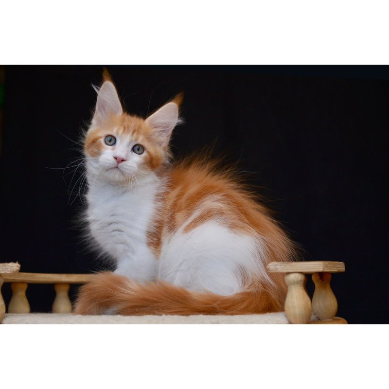 Maine Coon NOV Zephyr