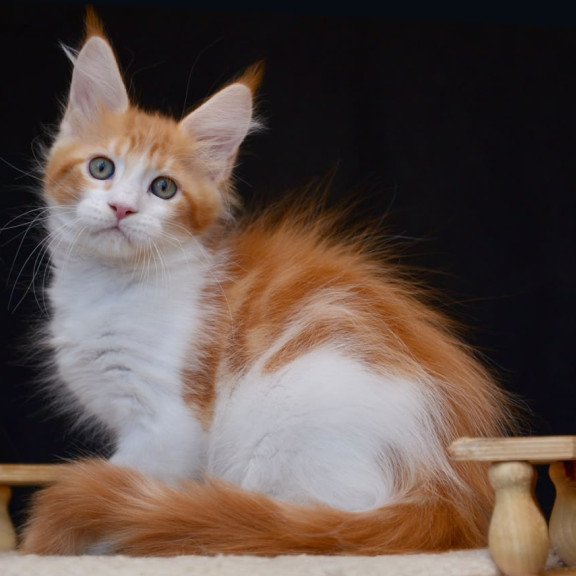 Maine Coon NOV Zephyr