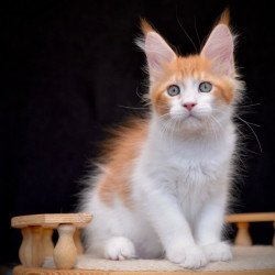Maine Coon NOV Zephyr
