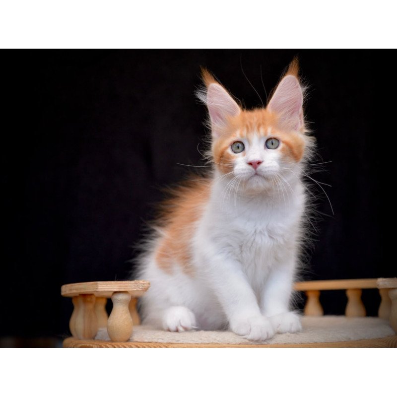 Maine Coon NOV Zephyr
