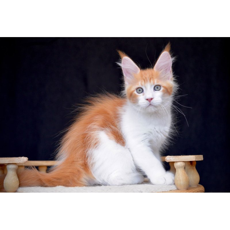 Maine Coon NOV Zephyr