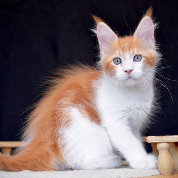 Maine Coon NOV Zephyr