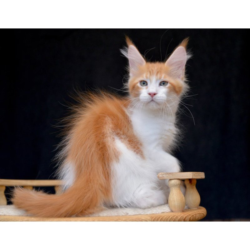 Maine Coon NOV Zephyr