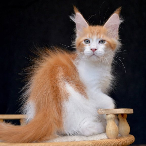 Maine Coon NOV Zephyr