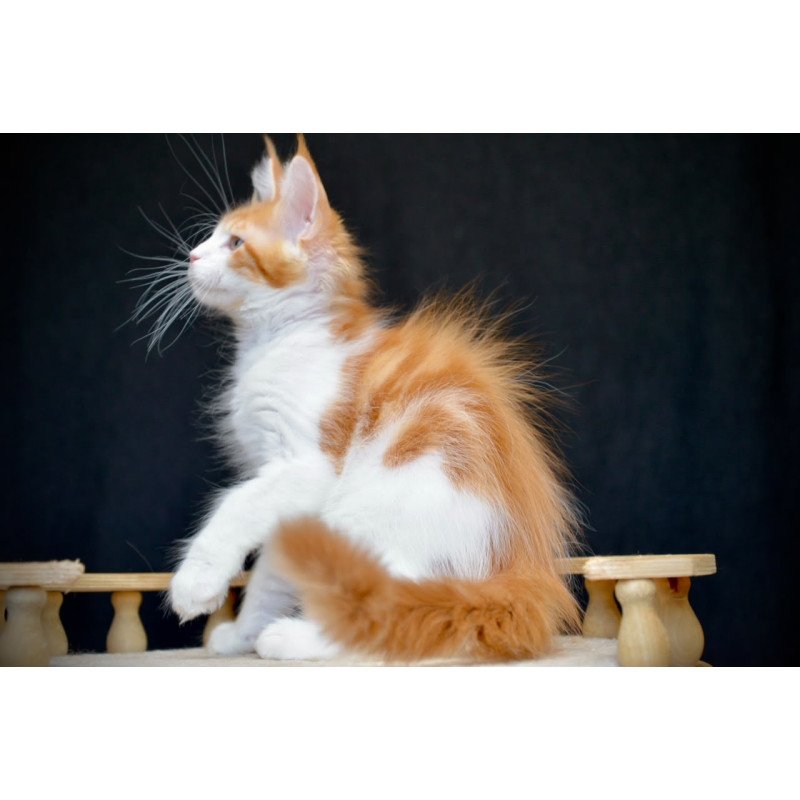 Maine Coon NOV Zephyr