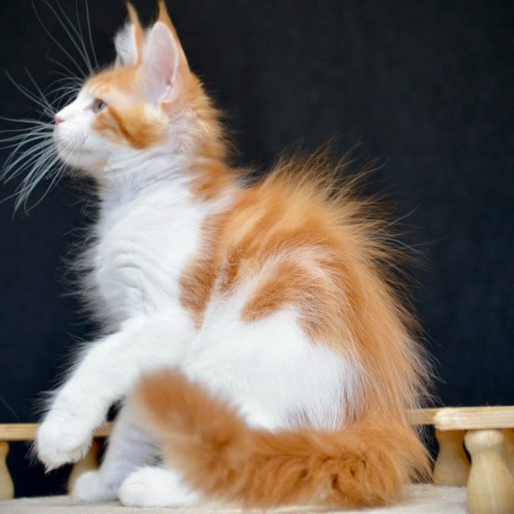 Maine Coon NOV Zephyr