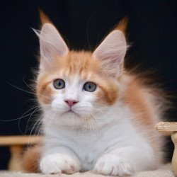 Maine Coon NOV Zephyr