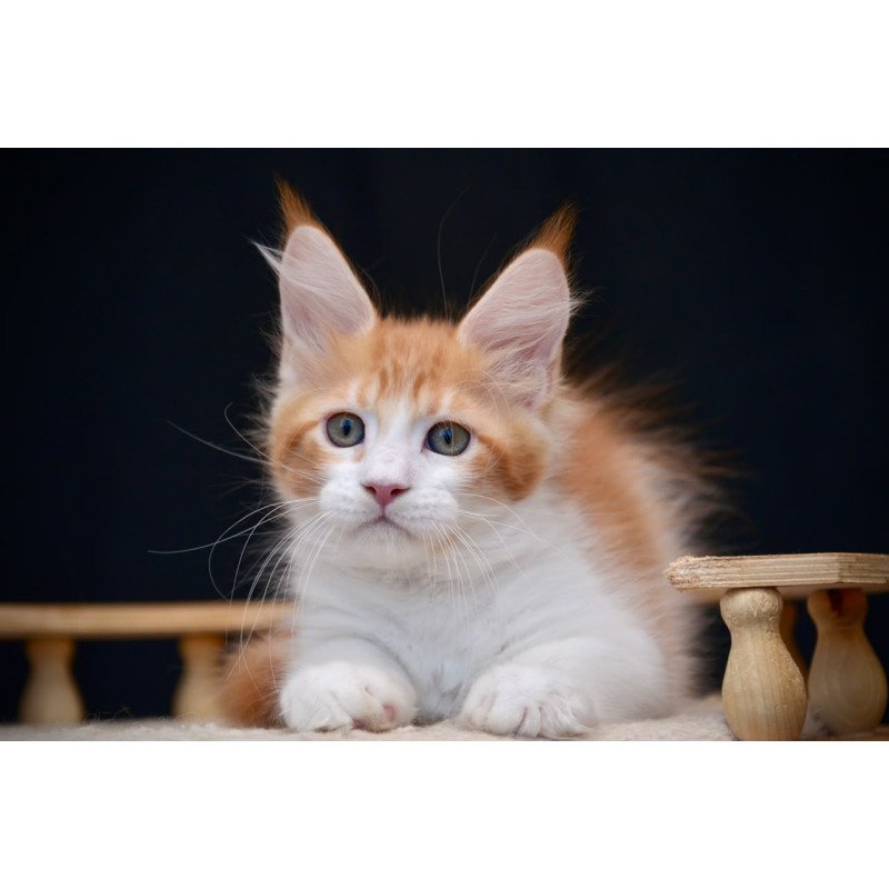 Maine Coon NOV Zephyr