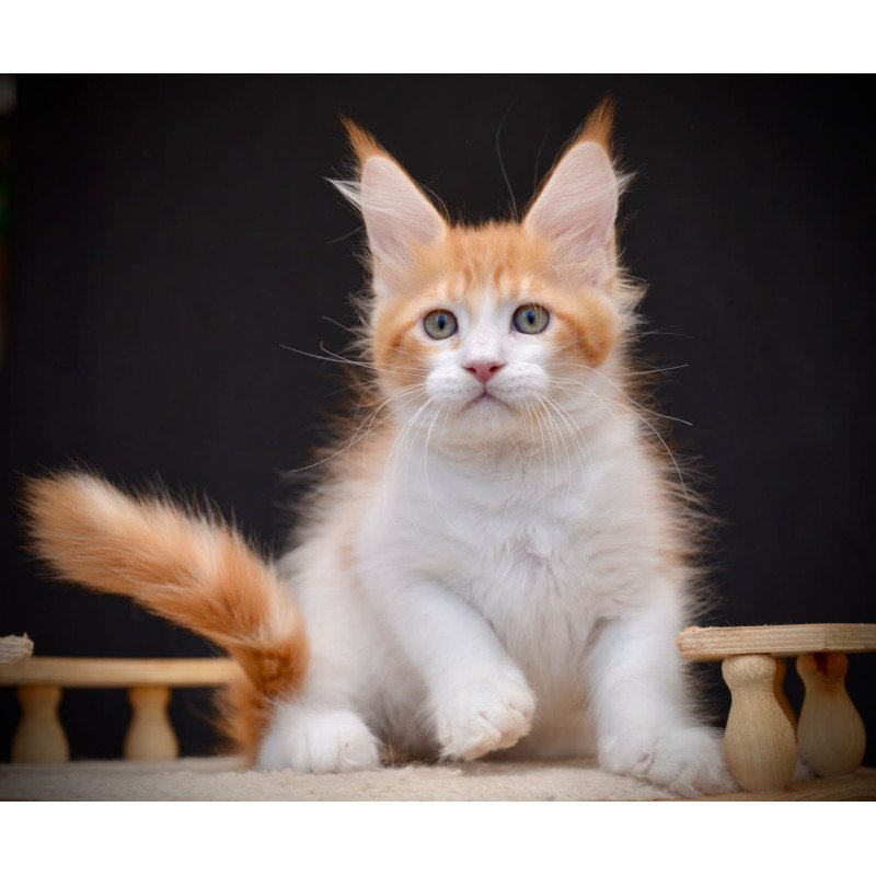 Maine Coon NOV Zephyr
