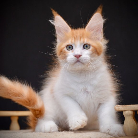 Maine Coon NOV Zephyr