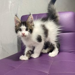 Maine Coon NOV Sem