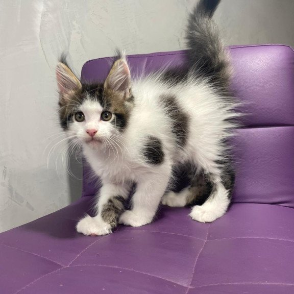 Maine Coon NOV Sem