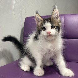 Maine Coon NOV Sem