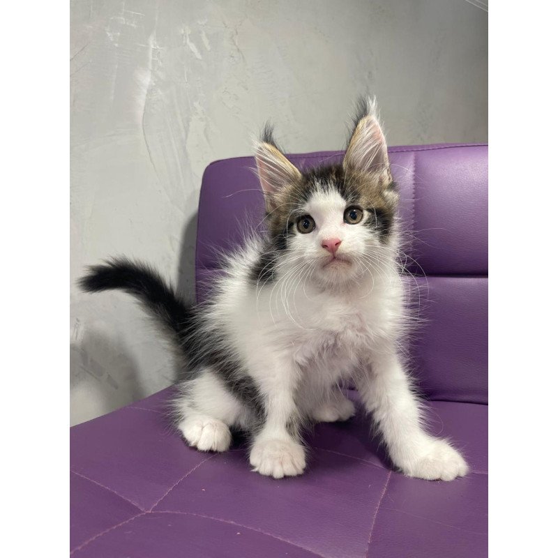 Maine Coon NOV Sem