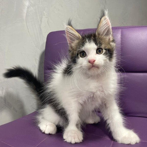 Maine Coon NOV Sem