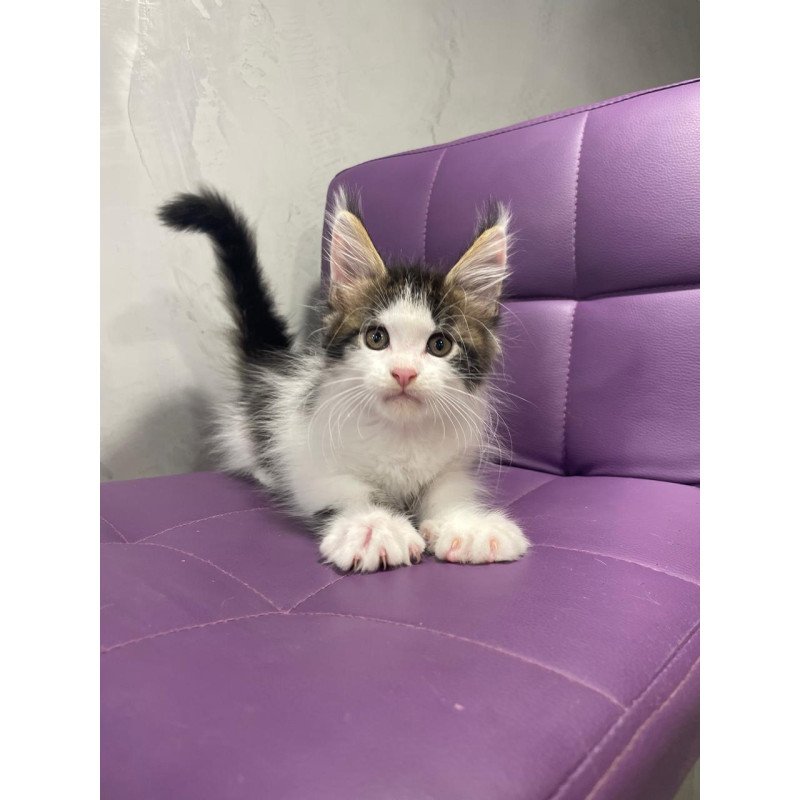 Maine Coon NOV Sem