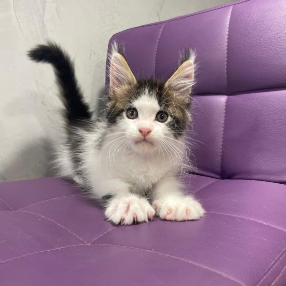 Maine Coon NOV Sem