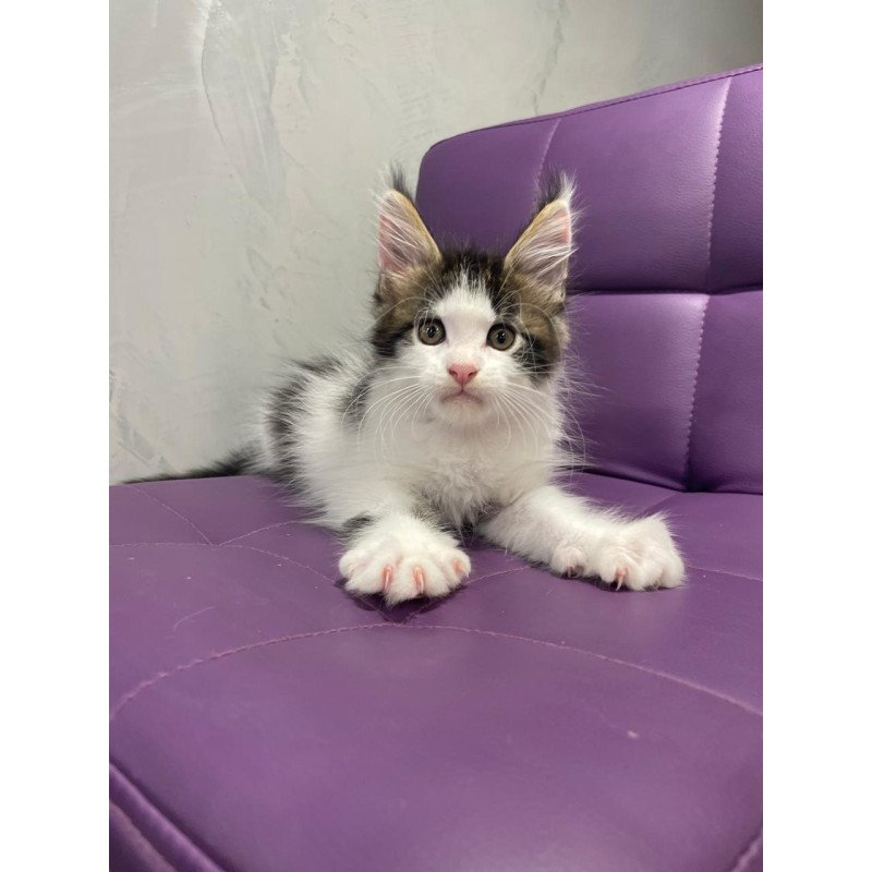 Maine Coon NOV Sem