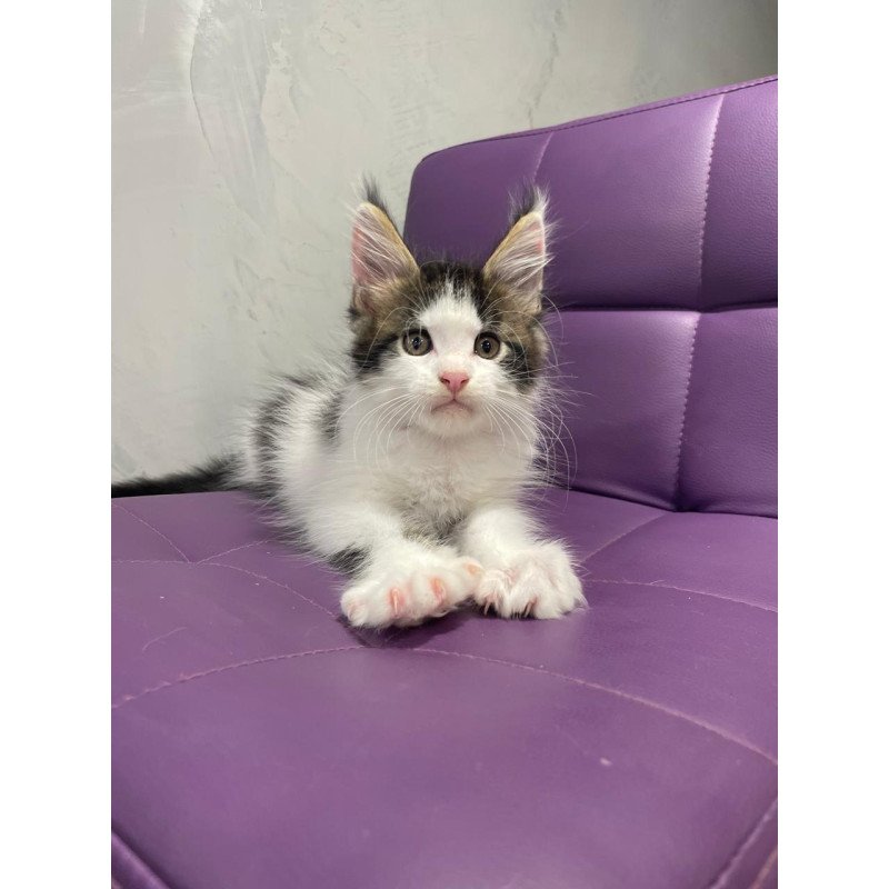 Maine Coon NOV Sem