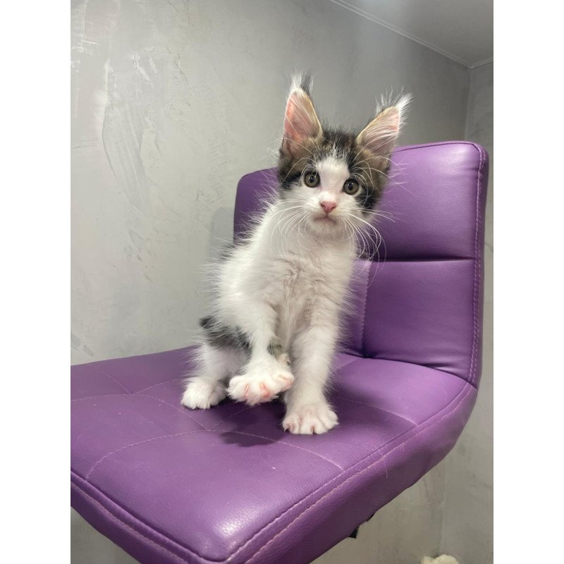 Maine Coon NOV Sem