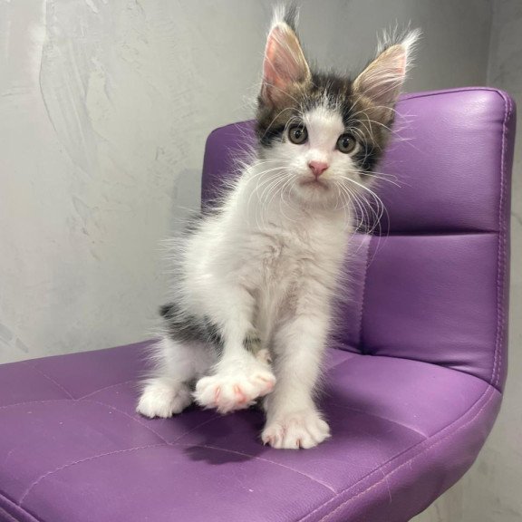 Maine Coon NOV Sem