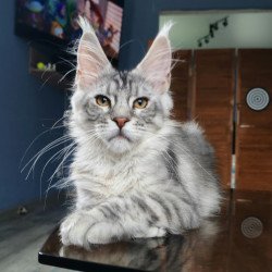 Maine Coon NOV Rachel