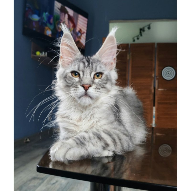 Maine Coon NOV Rachel