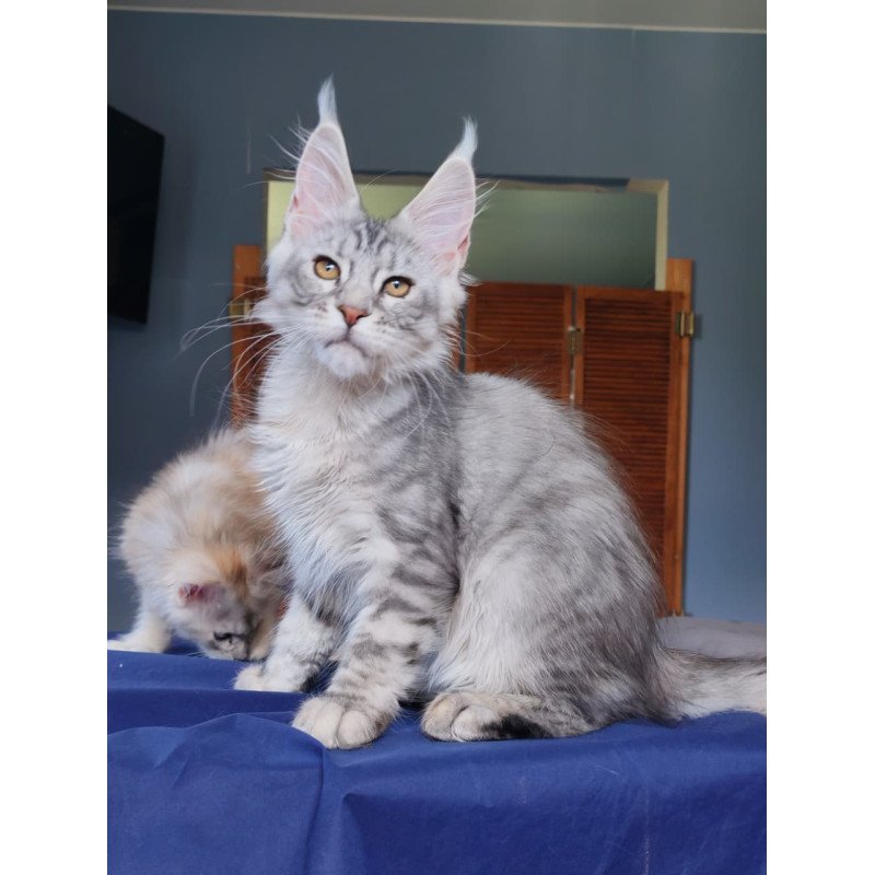 Maine Coon NOV Rachel