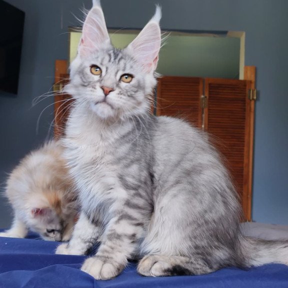Maine Coon NOV Rachel