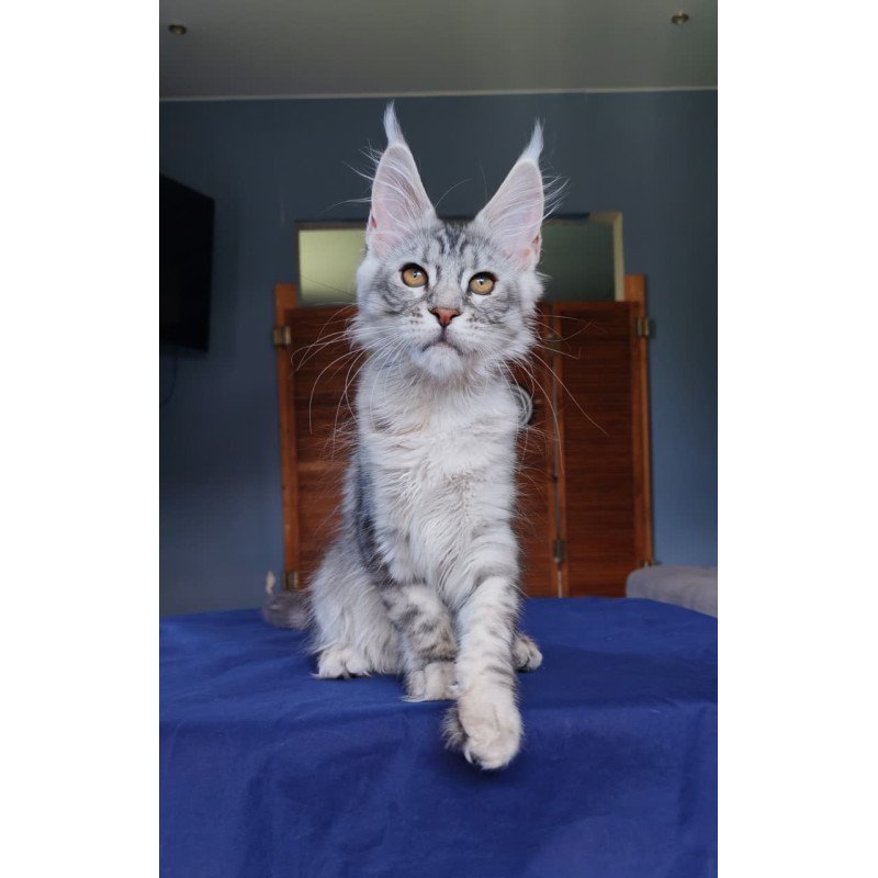 Maine Coon NOV Rachel
